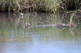 Shorebirds feeding in the delta.