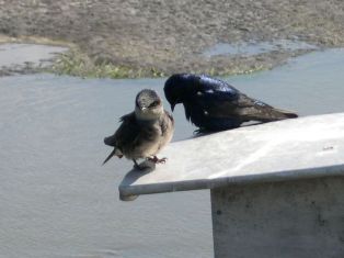 Purple Martins