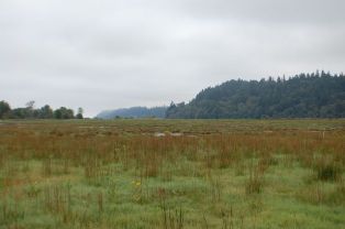 Phase 1 restoration site.