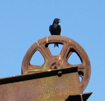 Purple Martin